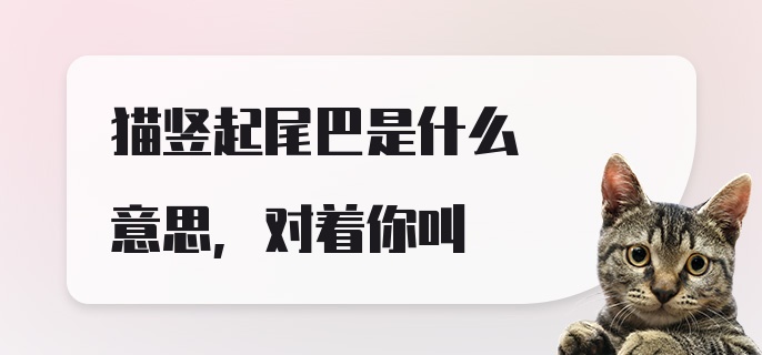 猫竖起尾巴是什么意思,对着你叫