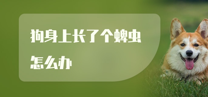 狗身上长了个蜱虫怎么办