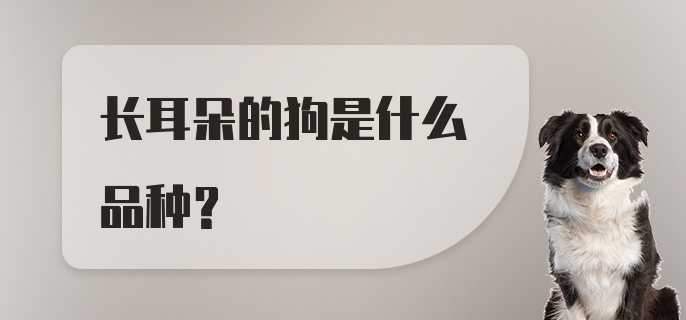 长耳朵的狗是什么品种？