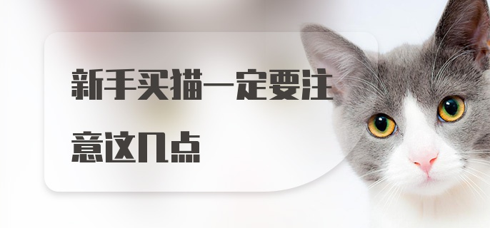 新手买猫一定要注意这几点