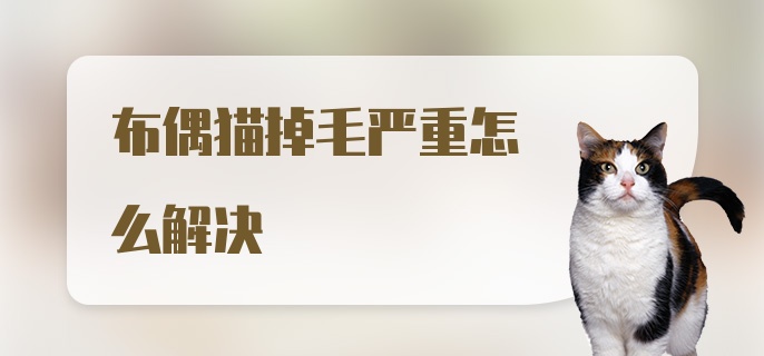 布偶猫掉毛严重怎么解决