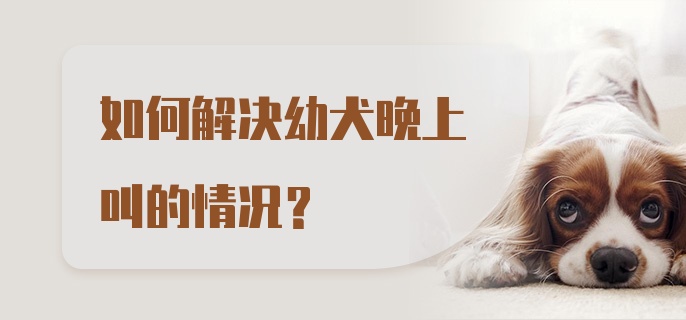 如何解决幼犬晚上叫的情况？