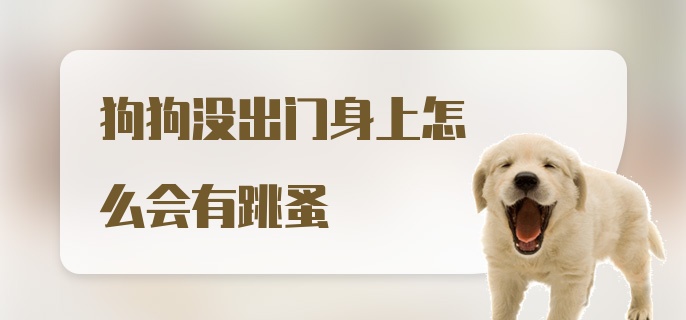 狗狗没出门身上怎么会有跳蚤