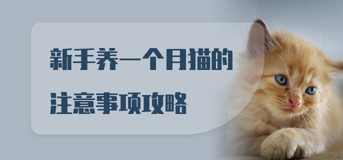 新手养一个月猫的注意事项攻略