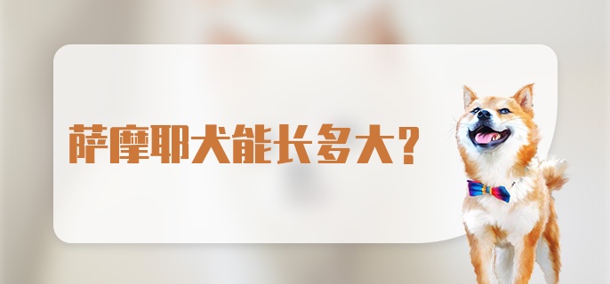 萨摩耶犬能长多大？