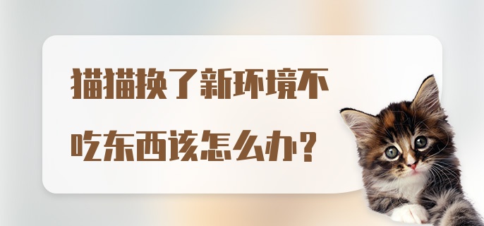 猫猫换了新环境不吃东西该怎么办？