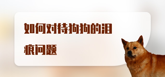 如何对待狗狗的泪痕问题