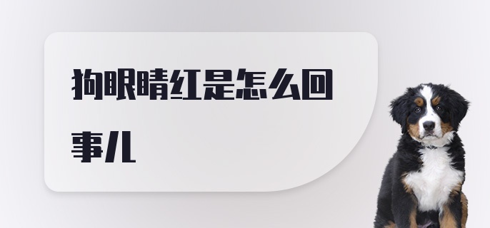 狗眼睛红是怎么回事儿