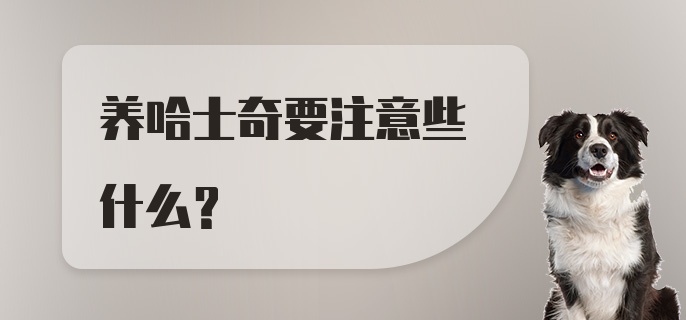 养哈士奇要注意些什么？