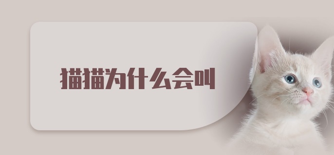 猫猫为什么会叫