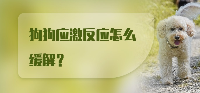 狗狗应激反应怎么缓解？