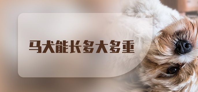 马犬能长多大多重