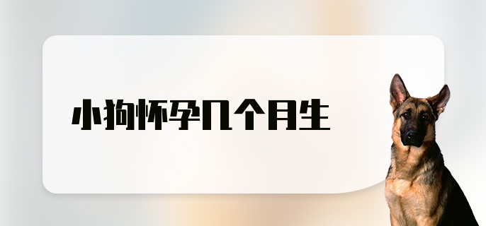 小狗怀孕几个月生