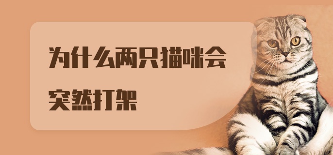 为什么两只猫咪会突然打架