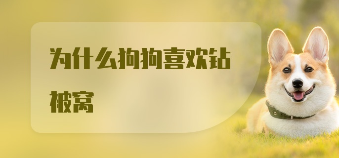 为什么狗狗喜欢钻被窝