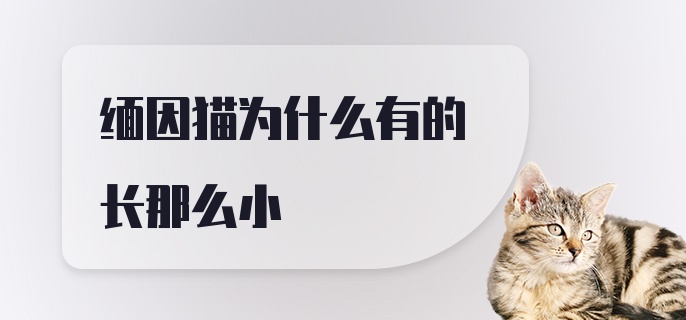 缅因猫为什么有的长那么小