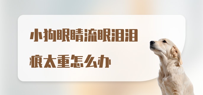 小狗眼睛流眼泪泪痕太重怎么办