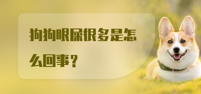 狗狗眼屎很多是怎么回事？