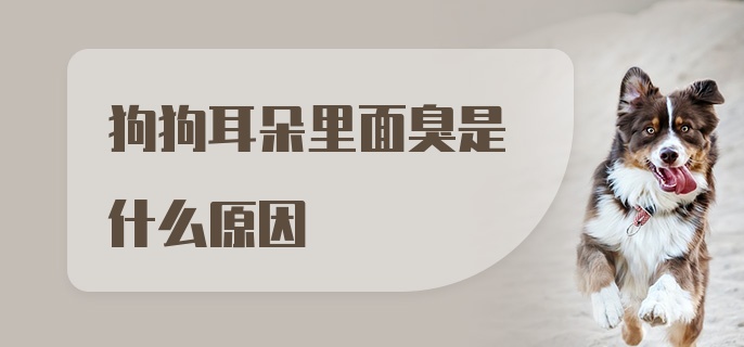 狗狗耳朵里面臭是什么原因