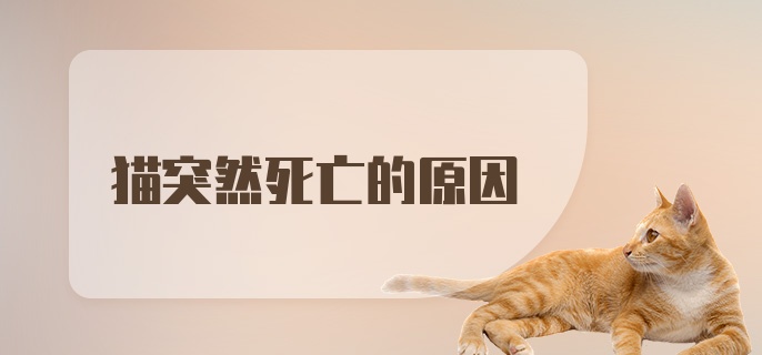 猫突然死亡的原因