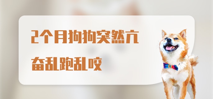 2个月狗狗突然亢奋乱跑乱咬