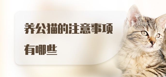 养公猫的注意事项有哪些