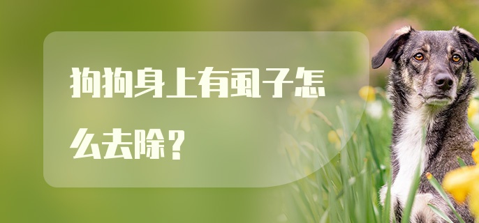 狗狗身上有虱子怎么去除?