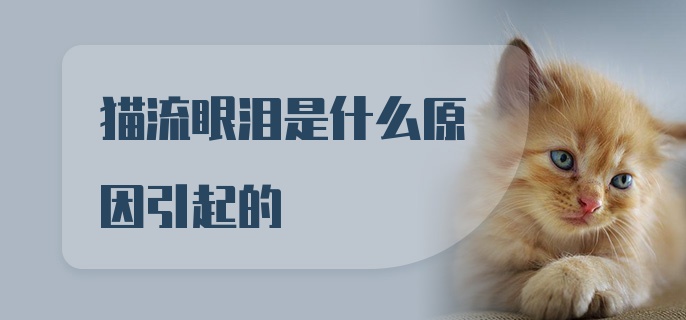 猫流眼泪是什么原因引起的