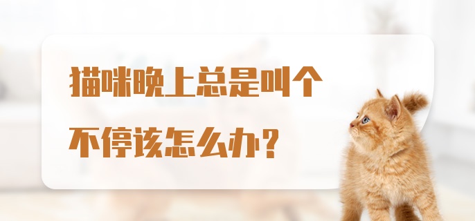 猫咪晚上总是叫个不停该怎么办？