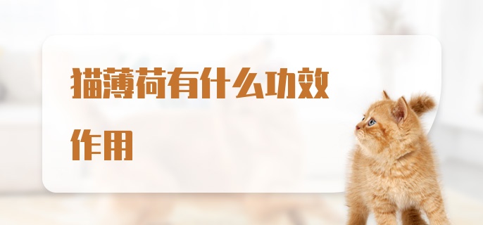 猫薄荷有什么功效作用