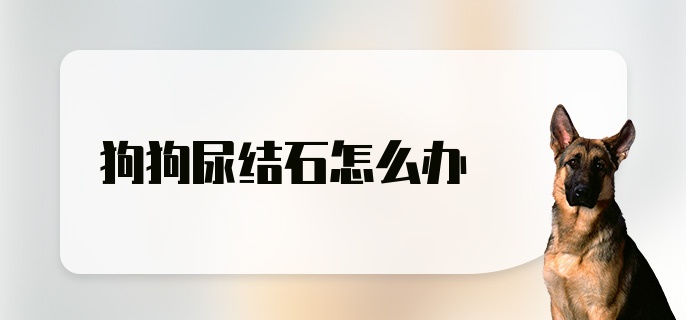 狗狗尿结石怎么办