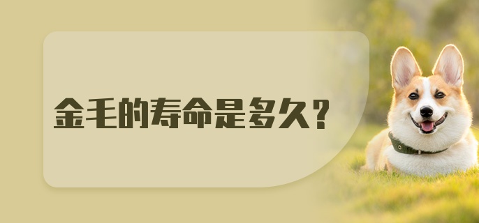 金毛的寿命是多久？