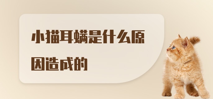 小猫耳螨是什么原因造成的