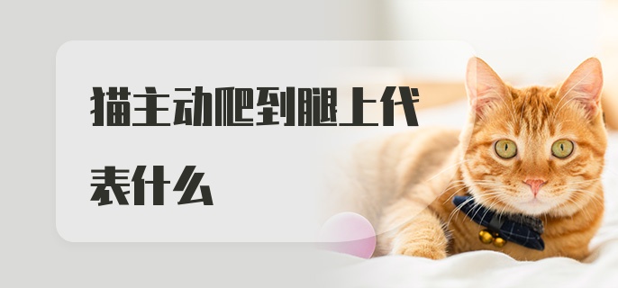 猫主动爬到腿上代表什么