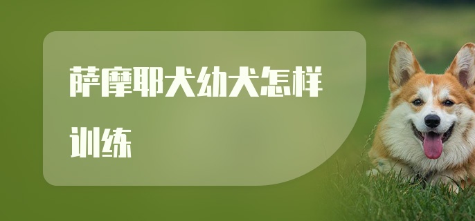 萨摩耶犬幼犬怎样训练