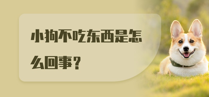 小狗不吃东西是怎么回事?