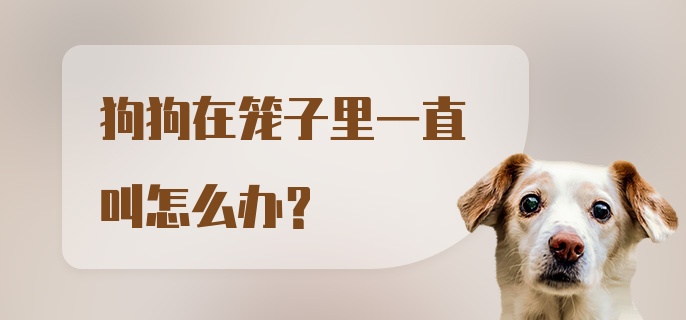 狗狗在笼子里一直叫怎么办？