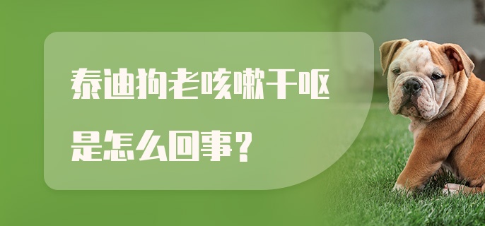 泰迪狗老咳嗽干呕是怎么回事？