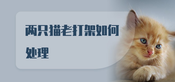 两只猫老打架如何处理