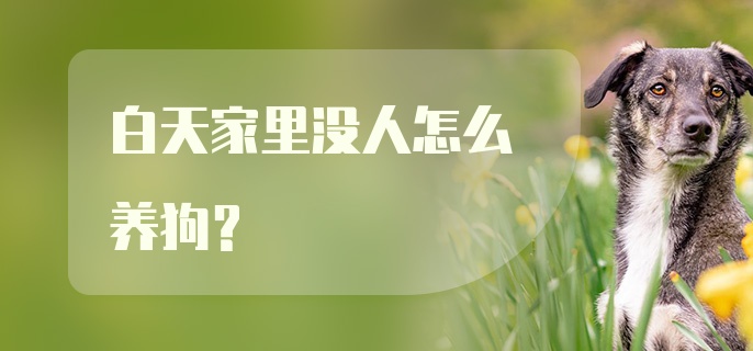 白天家里没人怎么养狗？