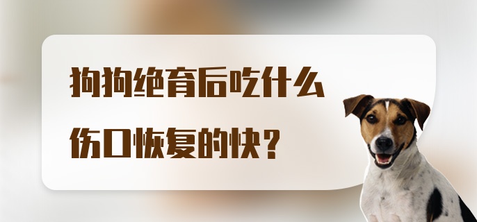 狗狗绝育后吃什么伤口恢复的快？