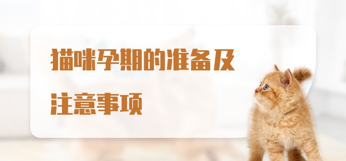 猫咪孕期的准备及注意事项