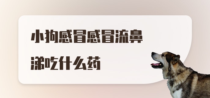 小狗感冒感冒流鼻涕吃什么药