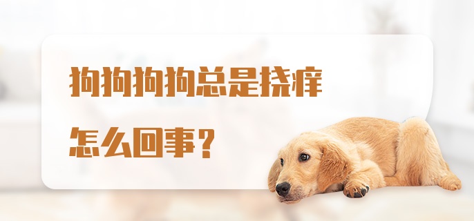 狗狗狗狗总是挠痒怎么回事？