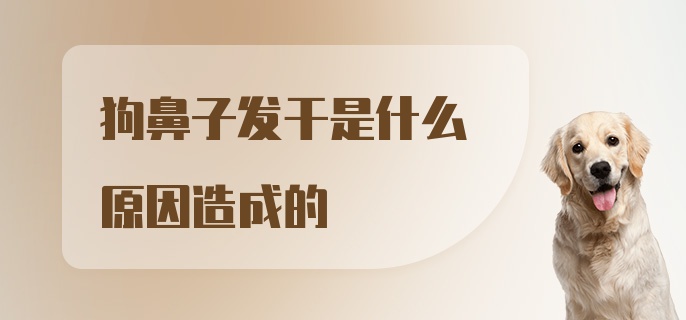 狗鼻子发干是什么原因造成的