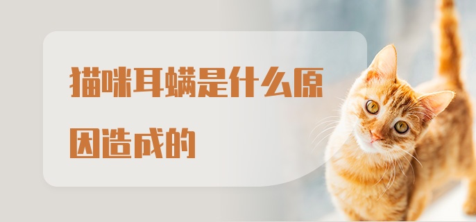 猫咪耳螨是什么原因造成的