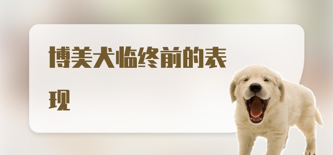 博美犬临终前的表现