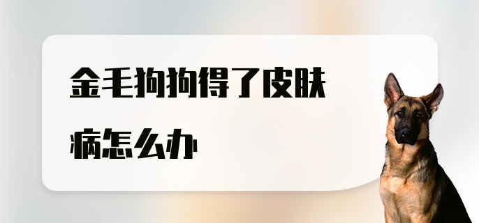 金毛狗狗得了皮肤病怎么办