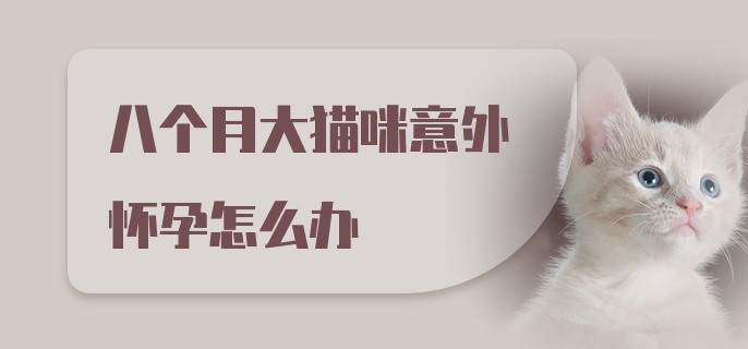 八个月大猫咪意外怀孕怎么办