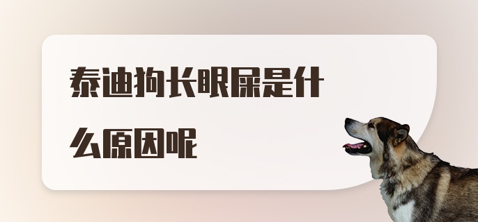 泰迪狗长眼屎是什么原因呢